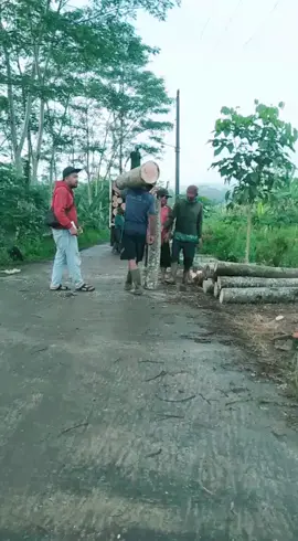 #indonesianlegalwood #bakulkayusengon #albaracing #woodlogging #albasia 