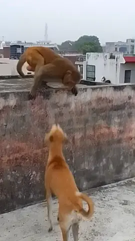 #monkey#dog#animal #wildanimals 