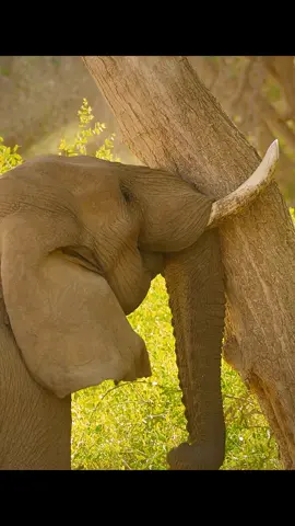 #tiktok #animalworld #amazinganimals #pyf 