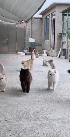 I have a group of cats#fyp #pet #cat 