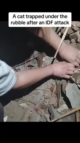 A cat in Gaza reucued after being stuck under the rubble #fyp #cat #palestine #gaza #animal  
