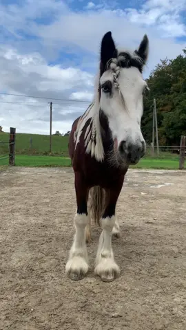 #scheckenpower #equestrian #pferdechallenge #sprüche #lebenszitate #jungestute #pferdeliebe❤️🌹 #fy #painthorsesoftiktok 