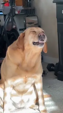 It was different to sneeze twice 😂#labradorretriever #lab #labradorpuppy #labrador #puppy #cute #fyp #tiktok #funny 