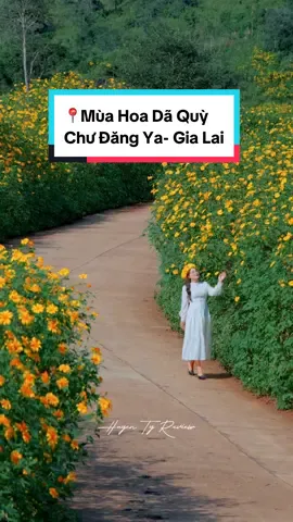 Mùa hoa dã quỳ Gia Lai - Chư Đăng Ya #gialai #hoadaquy #chưdangya #huyentyreview #reviewgialai 