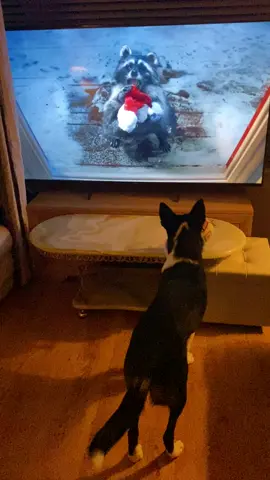 Barney likes the new Lidle Christmas Advert