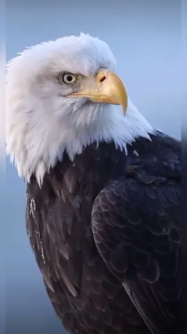 Female bald eagle posing for camera 💕