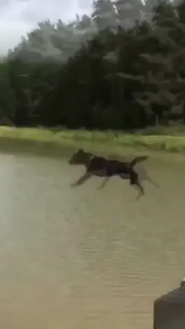 Funny animals Part 9 😂😂#funny #animals #funnyanimals #funnyvideos #cuteanimals #cute #animal #video #videos #dog #cat #pet #fyp #foryou #usa 