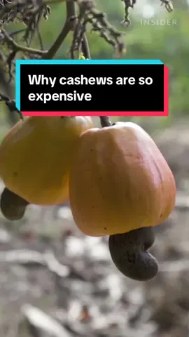 Did you know that cashews can cost over 7 times as much as peanuts? #cashews #treenuts #agriculture 