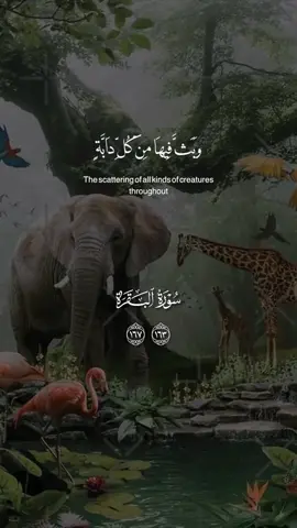 سورة البقره ترجمه فارسی  قرآن  . . . @Abdul Basir Belal  . #اسلام #قرآن #فارس #اعمال #الله #زمین #افغانستان #ایران #کردستان #کابل #کاپیســـــا 