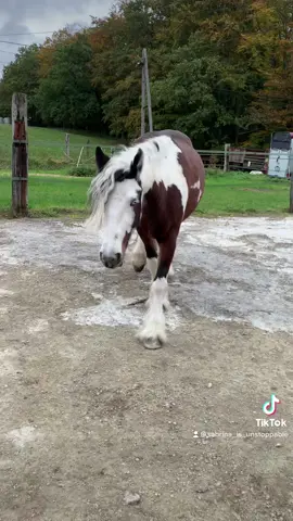 #scheckenpower #equestrian #pferdechallenge #sprüche #jungestute #pferdeliebe❤️🌹 #painthorsesoftiktok #fuunyhorse