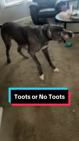 Today is gunna be a 10/10 day. #tootday #greatdane #fart #funnydog #fyp 