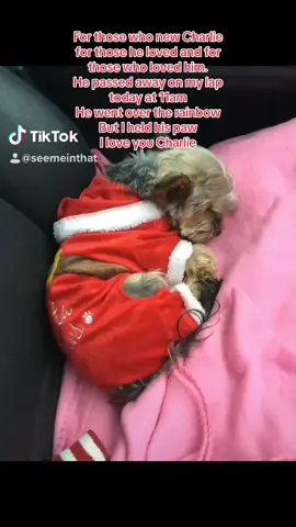 Charlie passed over the rainbow today. I held him till his last breath. Thank you to all who loved him he was a little dog with a big charcter. I loved him so much and he loved me. X Cremated on the 6th november 2023. He was well loved by all who new him. And will be missed but always remembered. A place in my heart and many others. Charlie is part of see me in thats team and always will be. He was in at the start of the venture. 🥰