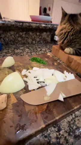 This is ENZO.  He is my buddy & partner in crime. He never leaves my side. He loves to watch me cook. He just sits on the counter & observes 💕 #fyp #foryourpage #catsoftiktok #cats #cattok #kitty #catsvideo #lovemycat #funnytiktok #cookingwithmycat 