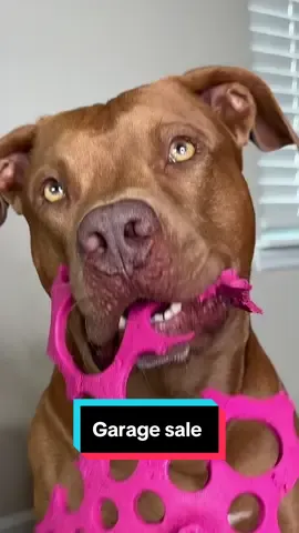 #humor #dogs #dogsoftiktok #dogmom #dogmomlife #pitbull #rednose #funny 