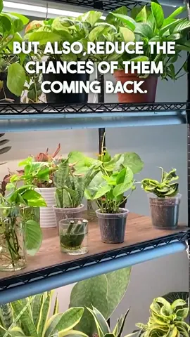 If the environmental conditions present themselves again then there is that chance that the fungus gnats will be back.   But the thought process behind my 2 part method is that you break the fungus gnats life cycle with the mosquito bits and then by bottom watering you reduce or eliminate the moist environment you create for them when you top water.  And the simple reason is that when we bottom water by filling a bowl with water, placing our plant in the water and letting it sit for 15 minutes, or shorter if you want the top layer of soil to stay extra dry, then we reduce or even eliminate the possibility of wetting this top layer.  And then if they do come back then just redo this process and look to see what you may have to done to create the moist environment again.  Check out MonstroFarm on Youtube for more.