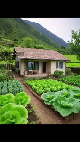 Serasa ikut dalam Suasana ketenangan, Sederhana dan terasa Nikmatnya hidup. #pekaranganrumah #tanamsayur #organik #halamanrumah #tanamansayuran #kebunpekarangan #pemanfaatanhalamanrumah #kebutuhanrumahtangga #ketenanganjiwa #hidupsederhanaituindah #lite #tiktokpertanian #rumahtangga #pedesaan #sayurorganik 