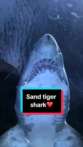 Sand tiger shark at blue planet aquarium, Chester 🩵 #shark #sharks #saveouroceans #saveoursharks #sharkweek #sharkconservationfund #sandtigersharks #blueplanetaquarium #chester #elsmereport #sharkawareness #rethinksharks #sharkconservation #explore #aquariums #fyp #foryou #foryoupage 