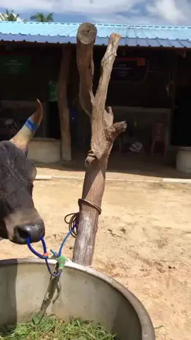 ลูกวัวเเพ้ไหม่ไครๆก็ชอบ#อ้ายสิงห์🐯  #ดุกด้างสิงห์บูรพา #ชนให้รู้จัก  #ค่ายโคเพชรนาดี18 #ทุ่งใหญ่_นครศรีฯ #วัวชนเงินล้าน🏆💸 