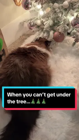 #catoftiktok #cats #ragdollcatsoftiktok #cattok #ragdoll #catsoftiktok #christmastok 