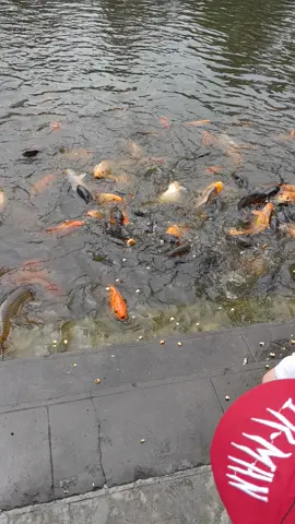 Ao cá trong lăng bác Hồ #aocabacho #mater2023bytiktok #langbac 