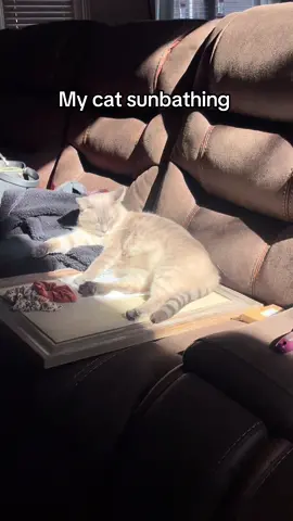 🔥🔥🔥 #cat #catsoftiktok #sunbathing #fire #lounging #relax #napping #fyp 
