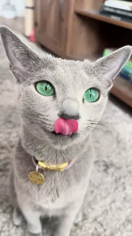 😛 #foryou #foryoupage #russianblue #russianbluesoftiktok #russianbluecat #russianbluecats #russianbluekitten #russianblueworld #russianbluecatsoftiktok #russianblues #russianbluelove #russian #kitten #cat #catsoftiktok #cute #blue #girl #misha #greeneyes #cats #kittensoftiktok #greycat #greycatsoftiktok #expensive #expensivecat 