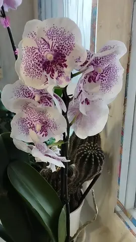 Біг ліп Дженні (Genie) з великими квітами 😍🌺🌺🌺. Маю ще такого підлітка, але не втрималася 🫣 в взяла ще й дорослого 🐹 #улюбленіорхідеї #бігліп #орхідеяукраїна #люблюбігліпи #квітучіорхідеї #орхідеї 