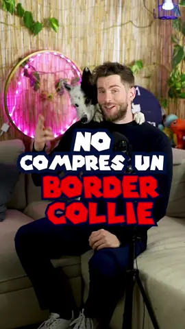 Anque Skadi sea una perra increible y que haga una muy buena publicidad a la raza, los Border Collies son perros complejos, y si te gusta mucho la raza sera menos ariesgado adoptar uno ya adulto, sobre todo si esta en una protectora esperando una nueva familia.  #perros  #adiestramientocanino  #cachorros 