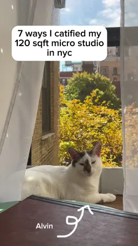 Do we think ill get my deposit back? 😌 #catify #catifyhome #cattree #cattrees #cattreehouse #smallspace #studioapartment  #nycstudioapartment #studioapartmentcat #cathacks #cathack #nycapartment #nycapartmenttour #nycapartmentlife #microstudio #apartmentnyc #tinyapartment #apartmentsinnyc #tinyapartmentcheck #smallspaces #smallspaceideas #smallspaceorganization #smallspacedesign#smallspacetips #smallspacehacks #smallspacedecor #catessentials #cat #cattok #catsoftiktok #PetsOfTikTok #adoptedcat #adoptdontshop  #cheapthingstodonyc #nycaffordable #affordablenyc #nyconabudget #onabudget#nyccheap #nyccheapfinds#fyp 