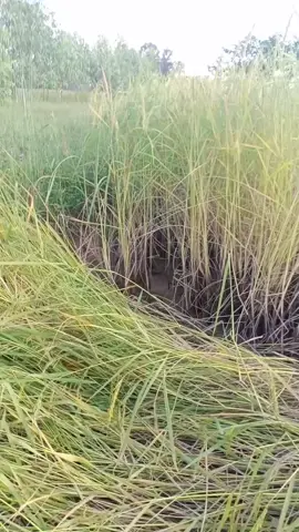 จับปลาช่อนธรรมชาติ