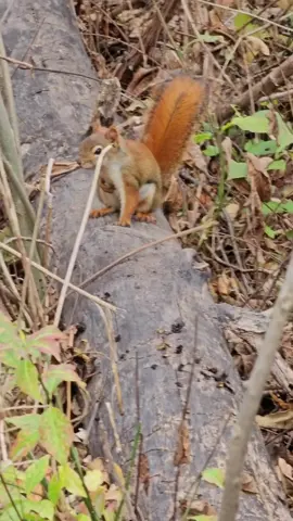 The noisy american red squirrel a.k.a chatter boxes🐿️ #squirrel #northamerica #forests #forestanimals #destressing 