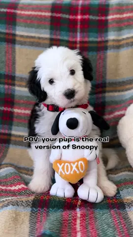 A boy without a dog is like a day without sunshine 🐶☀️ #snoopy #charliebrown #puppy #puppies 