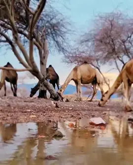 #اكسبلور #ميحد_حمد #ابداع #طرب #الطبيعه_والجمال #حلال #ميحد_حمد_الفنان_الاماراتي_الاول  ‏أداري شرهة الـخل الودود  ‏وهو ينوي الصدود أو لا درابي ‏تبدل عقب ذاك الحال حال ‏عتاب والقلوب ابلا عتابي ‏وشطت بي صروف النايبات  ‏عن الأولاف وابتعد المدى بي🥀 #اكسبلورررررررررررررررررررر💥🌟💥🌟💥💥🌟🌟🌟🌟🌟 