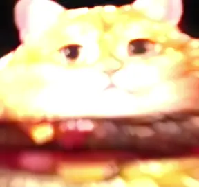 Hamburger 🗣️🗣️🍔  #fyp #foryoupage #hamburger #cat #burgercat #edit #viral 
