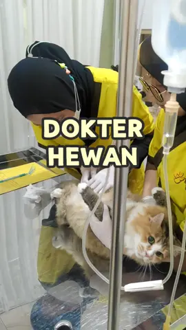 Ayah deg2an takut timbangan kliniknya rusak gara2 Puding 😂 Tapi klinik ini nyaman bgt buat tempat berobat Puding Pastel, dengan pelayanan lengkap 👍 Buat kamu yg mau bawa anabul ke dokter hewan langsung mampir aja yaa: 📍 HPY Pets Clinic Jl. Garuda no. 60D, Andir, Bandung 📍 Kamo Petshop & Clinic Blok G Jalan Taman Kopo Indah 1 no. 15A - 15B, Margahayu, Kab. Bandung . . #dokterhewan #dokterhewanbandung #klinikhewan #klinikhewanbandung #kucing #dokterkucing 