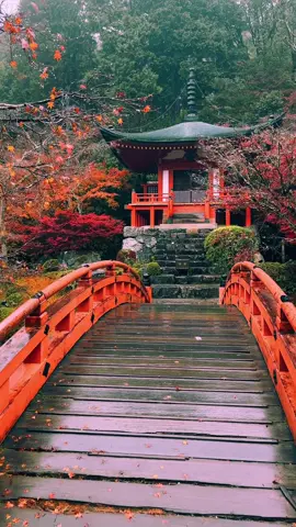 Daigo-ji Temple (Kyoto)/ 醍醐寺 The rain gave a better atmosphere🥰🍁☔️ This video was recorded last year👍 Please Share🥰😊🙏 Please follow 👉@japan_walker_  #japan #japantravel   #japantrip #anime #animejapan #japananime #japantourism #japantour  #japangram #japan🇯🇵 #traveljapan #tripjapan  #kyoto #kyototrip #kyotojapan #kyototravel #kyōto #kyotogram #kyotolife #kyotostyle   #visitkyoto #kyotolove #京都 #京都観光 #京都散歩 #autumnjapan #japanautumn #fall #紅葉　#紅葉スポット 