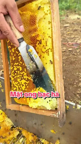 Thời điểm mật ong bạc hà ngon nhất #matongbacha #nongsanduoclieuvungcao
