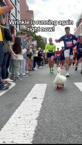 Third Year In A Row! #wrinkletheduck #nycmarathon  #nyc #Running #duck