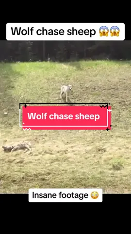 What do you think?? 😳😳#animalhysterics ##animal #drama #scary #wild #crazy #attack #wildlife #shocking #fyp #wolf 