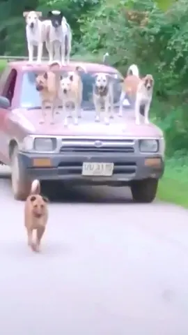 Anh em tao tới đây 🐶😂 #haihuoc #giaitri #vuinhon #dogs #pet #chó #funny #funnydog #funnyvideo #pets #viral #dogsoftiktok #funnyvideos #fyp #dog #fypシ 