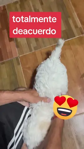 #domingo de #ternura #amor❤️   😍🐶😍🐶😍  #viral #parati ❤️🐶❤️🐶❤️