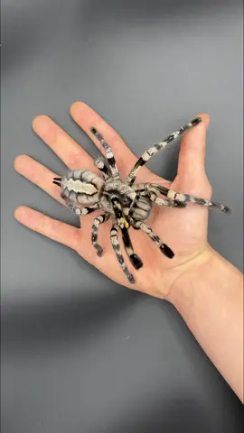 Which is the cutest tarantula🥹?