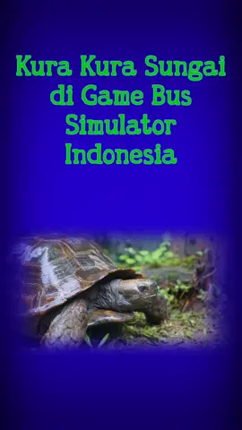 Easteregg Kura Kura Sungai di Game Bus Simulator Indonesia #bussid #bus #easteregg 