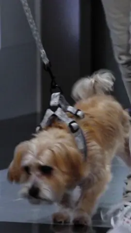 As a dog owner, this pitch definitely caught my attention!