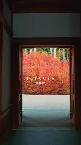 福岡県で1番の紅葉スポット🍁→呑山観音寺⛩️ 今週末まで見頃かな🤔本当に感動するから見に行かないと損‼️ The best autumn leaves spot in Fukuoka Prefecture🍁I wonder if it's the best time to see it until this weekend🫡 I'm really impressed, so it's a loss if I don't go see it!!️ Location→🇯🇵Fukuoka prefecture   . #呑山観音寺 #篠栗 #福岡 #福岡観光 #福岡旅行  . #japantravel  #japantrip  #fukuoka  #sasaguri  #fukuokatrip 