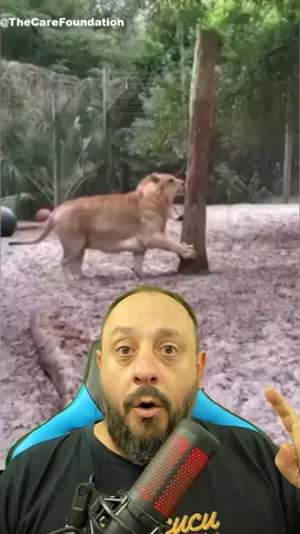 Leão + tigre #grandesfelinos  #ligre #animal