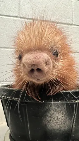 Prepare for the most boopable nose ever 🫵😍 #porcupine #porcupinequills #porcupinesoftiktok #porcupette #audubonzoo 