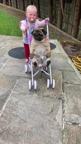 Who needs a baby doll when you've got a pug?! 😂🐶 #PugLife  #Dogs #Funny #FunnyTikTok #Pugs #Memes #GoodDogsClub