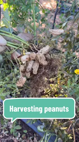Harvesting peanuts!!! These were SO easy to grow. Heres the video of me planting them  @MegGrowsPlants #gardentok #gardenharvest #fyp #growingpeanuts #harvesting #growyourownfood 