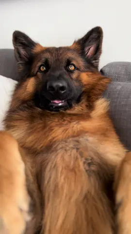 This trends with pups..! 🔝🔥 #germanshepherd #funnydogs #cutepuppy #fyp 